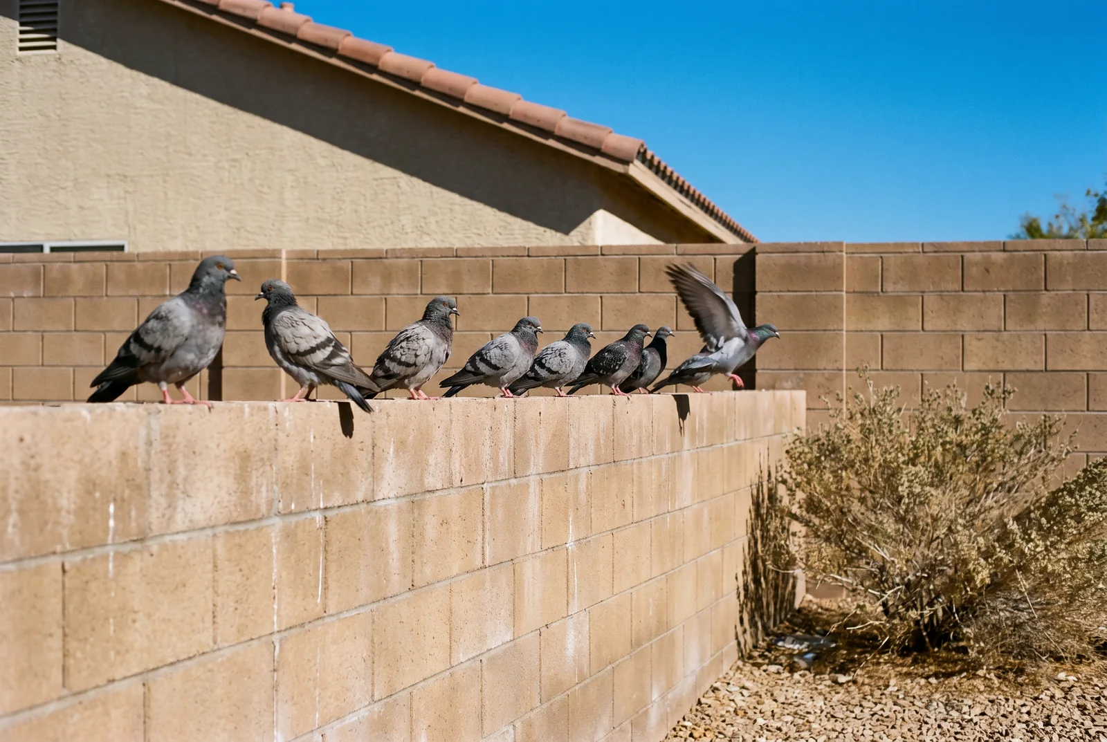 A row of feral pigeons perched along the top of a block wall in a Las Vegas backyard